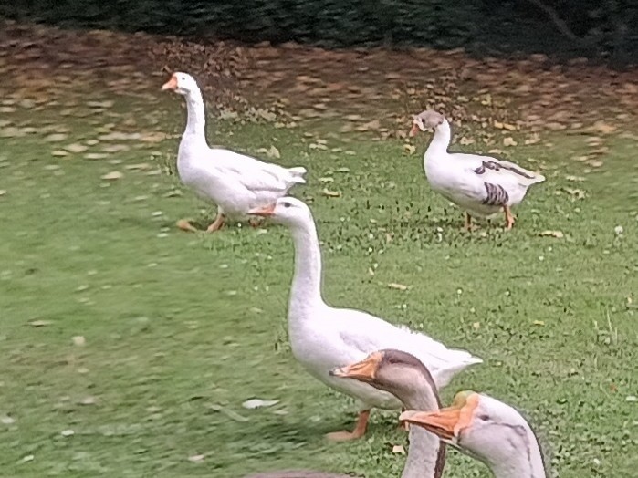 灰雁(馴化) - ML647473803