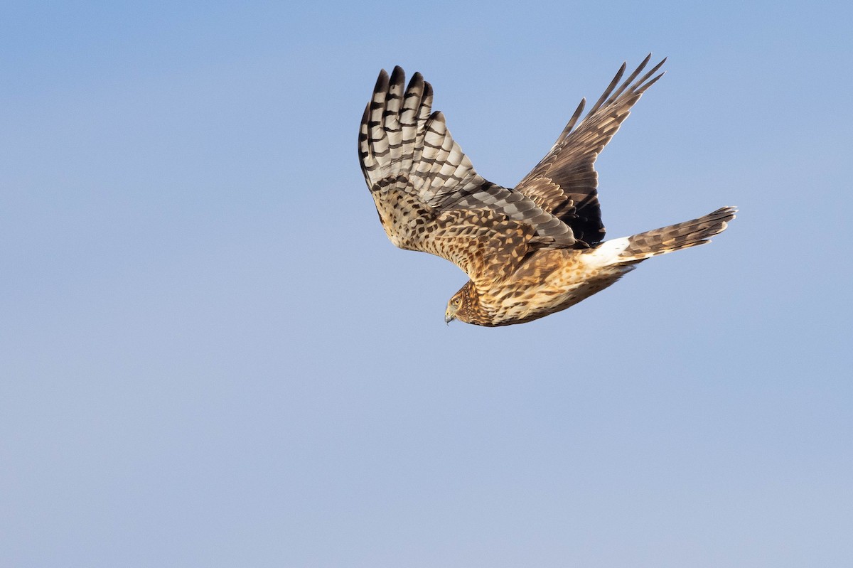Northern Harrier - ML647473811