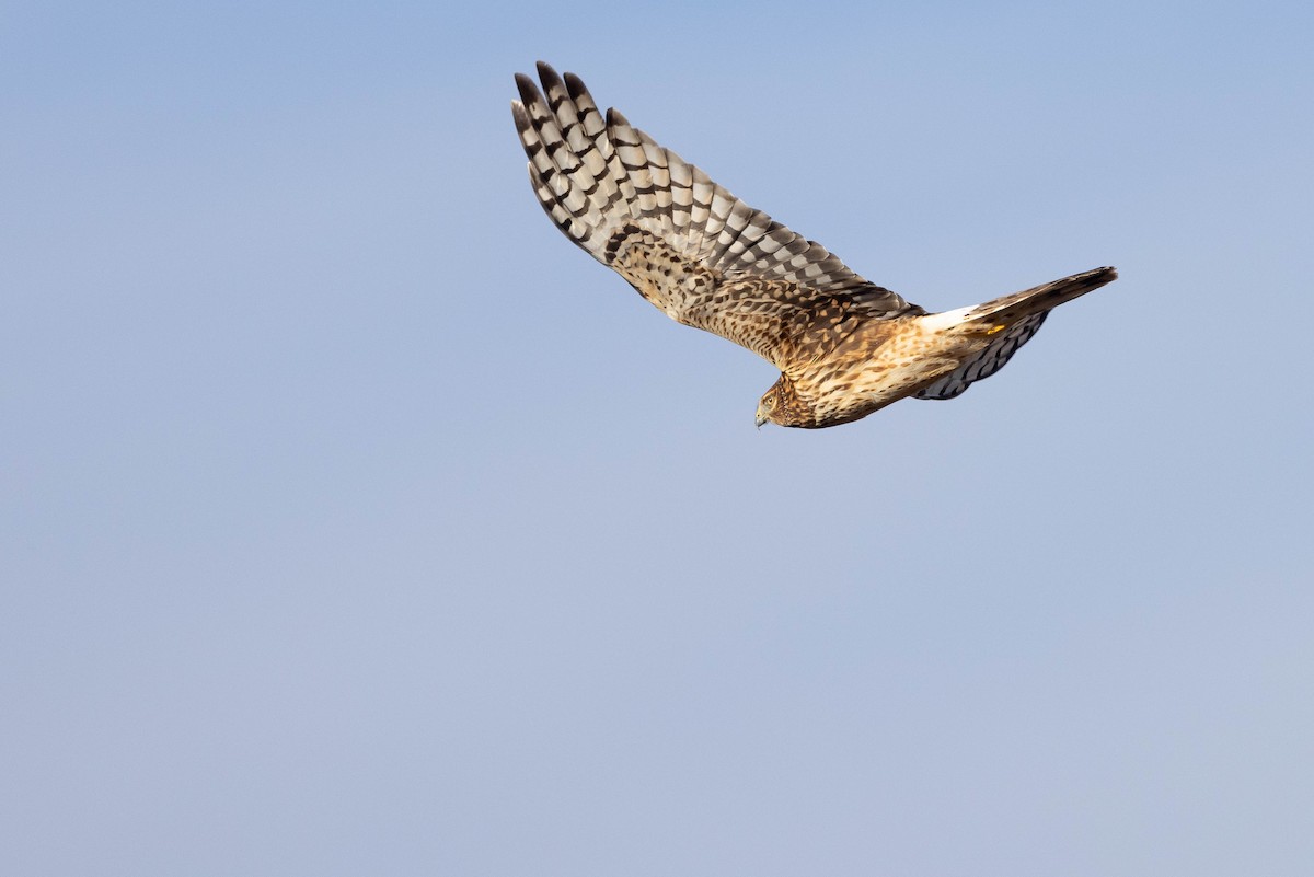 Northern Harrier - ML647473812