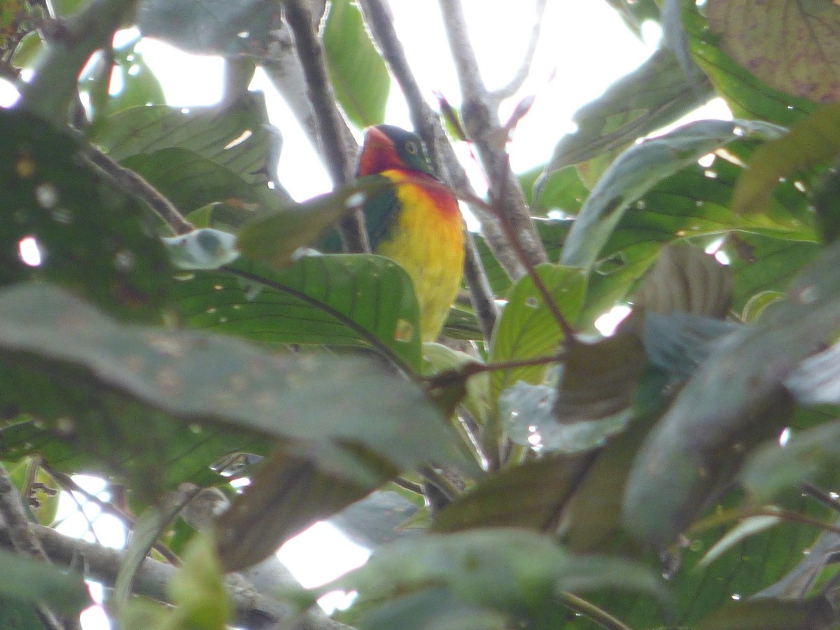 Scharlachbrustkotinga - ML647473861