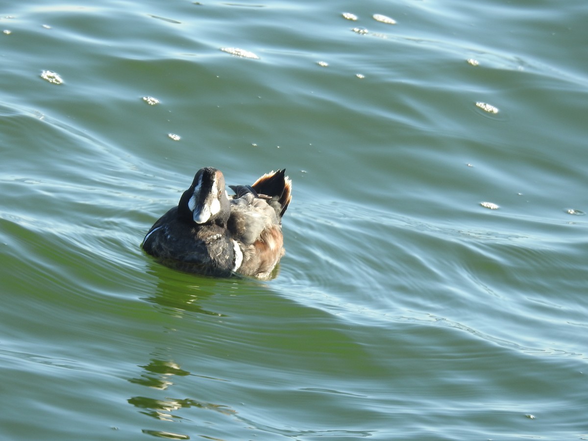 Ahate arlekina - ML647473880