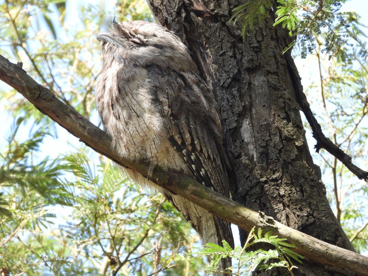 lelkoun soví - ML647473882