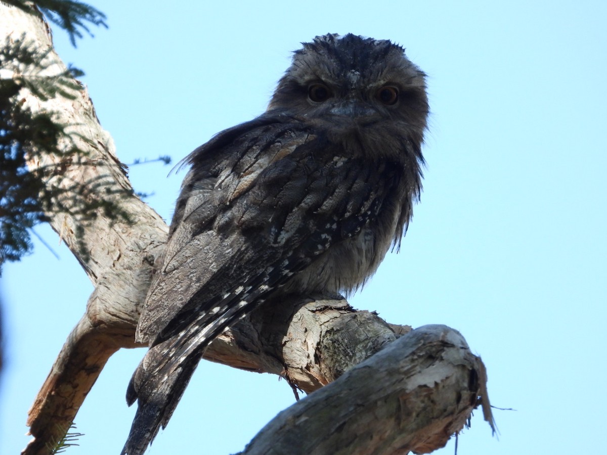 lelkoun soví - ML647473883