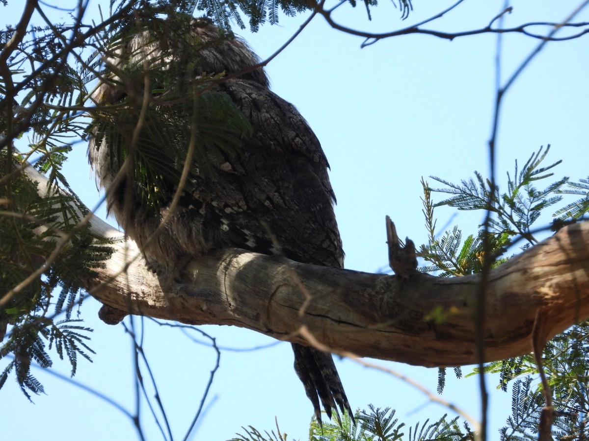 lelkoun soví - ML647473884