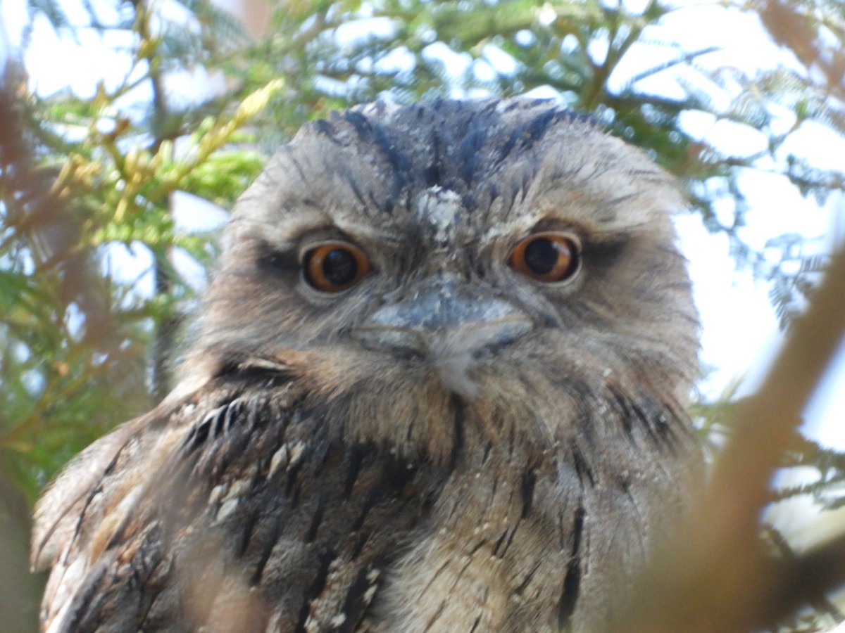 lelkoun soví - ML647473885