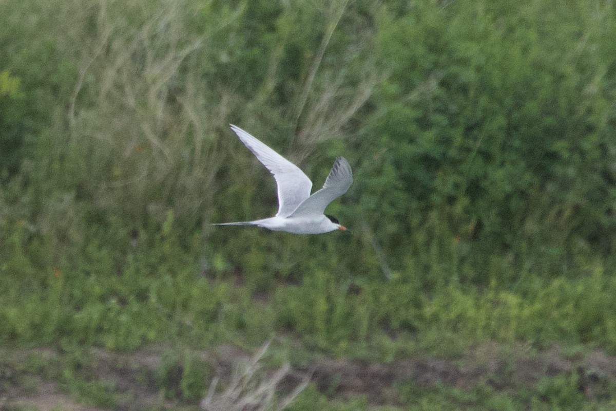 rybák severoamerický - ML647473888