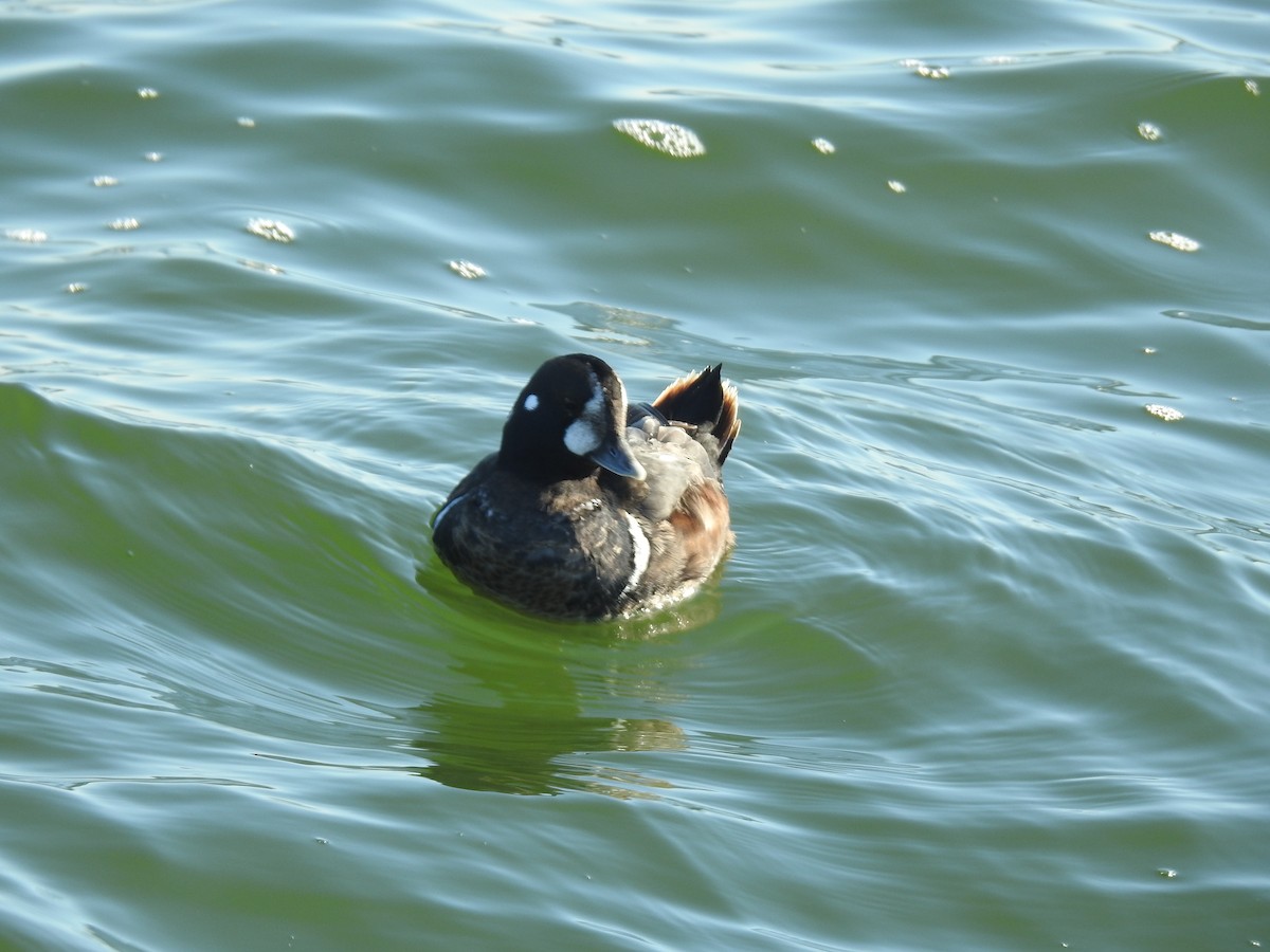 Ahate arlekina - ML647473889