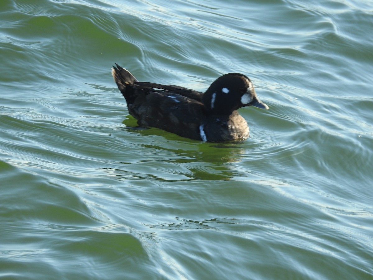 Ahate arlekina - ML647473890