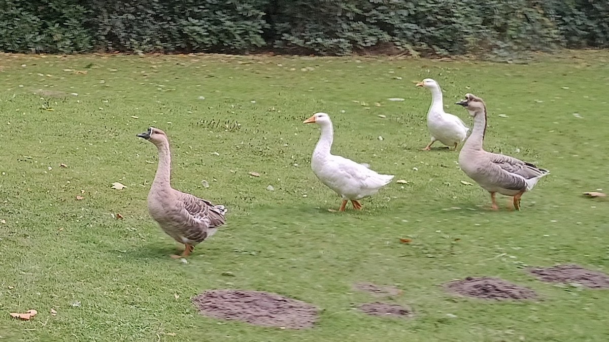 Гуска китайська (свійська) - ML647473902