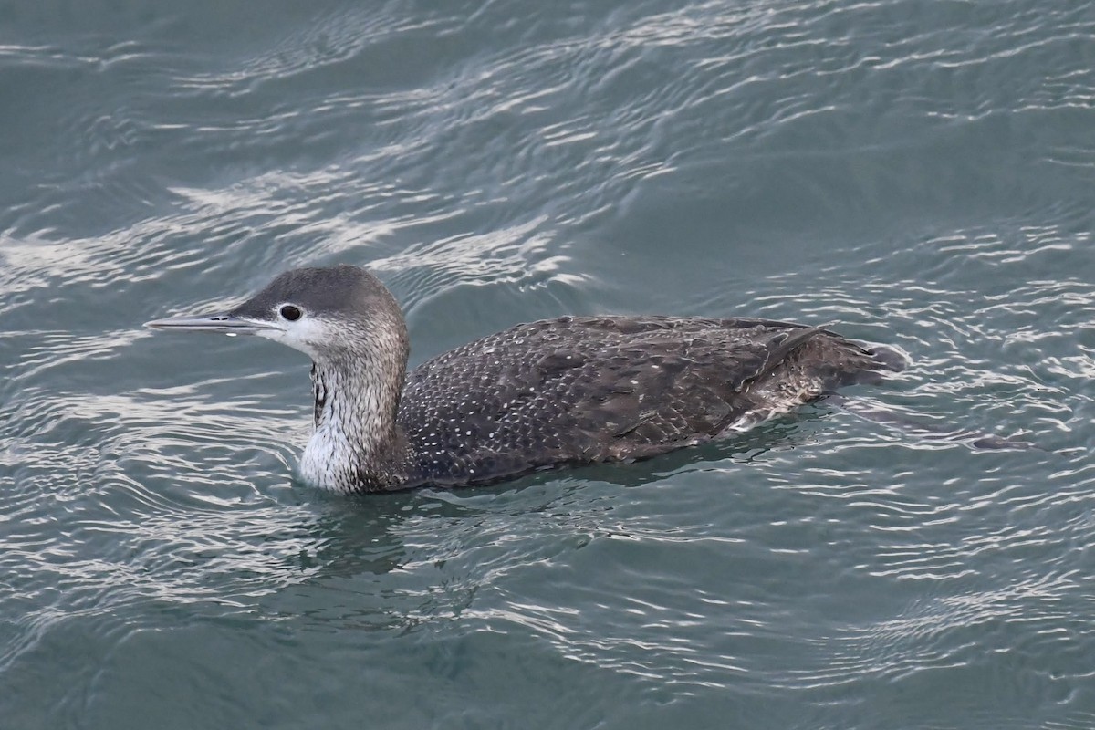 Plongeon catmarin - ML647473943