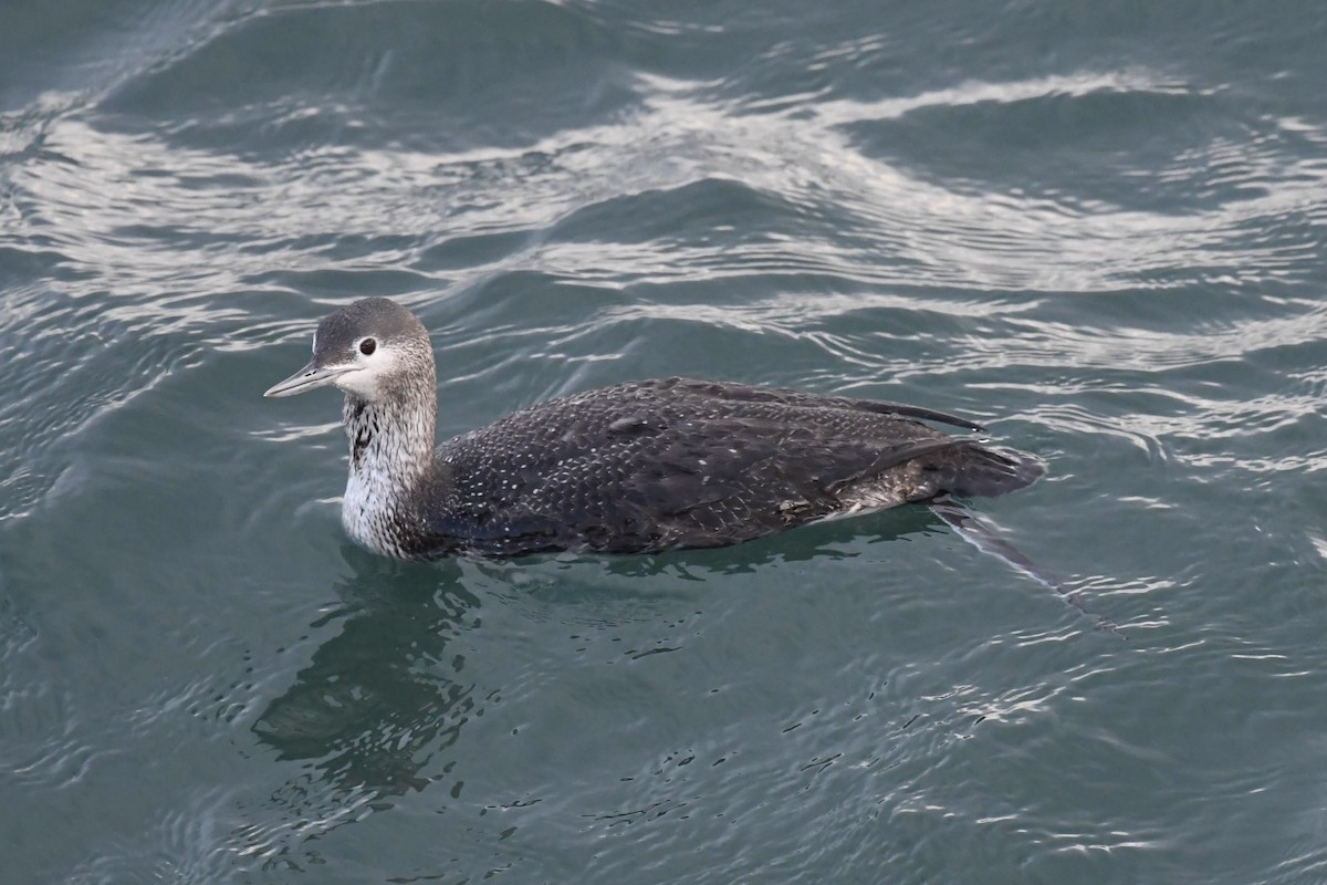 Plongeon catmarin - ML647473944