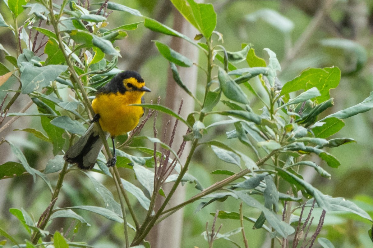 Spectacled Redstart - ML647473963
