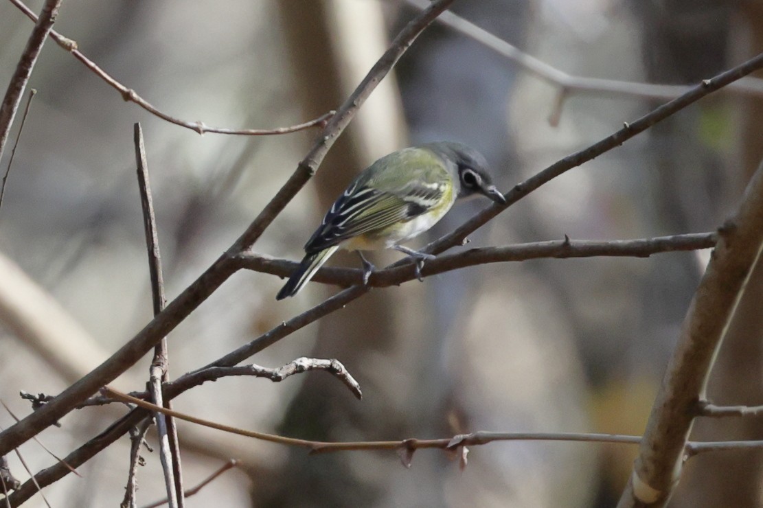 zelenáček brýlový - ML647473972