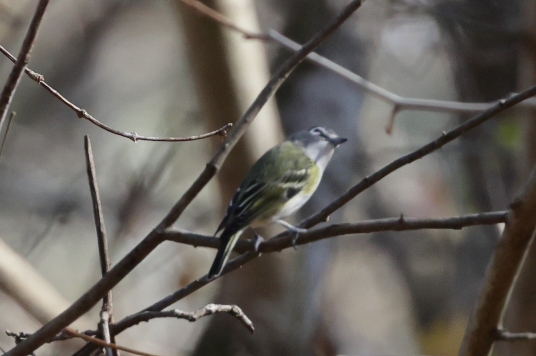 zelenáček brýlový - ML647473973