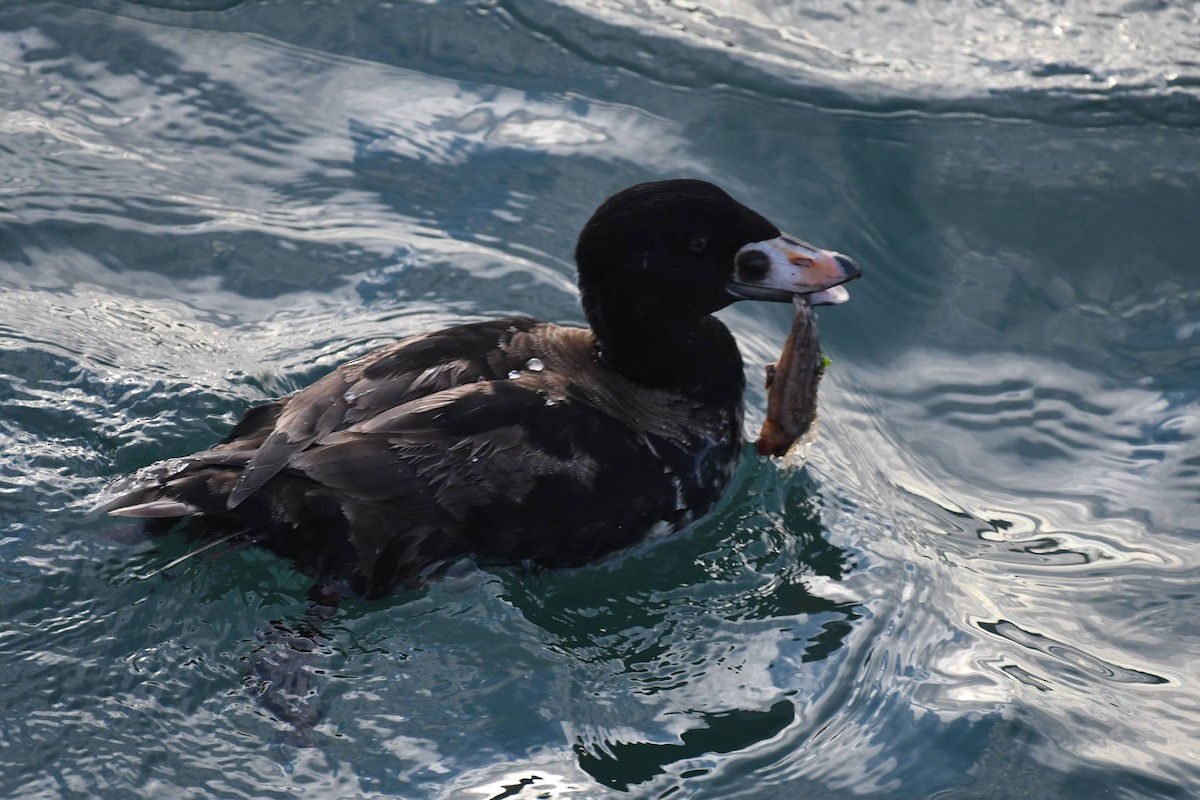 Ahatebeltz kopetazuria - ML647473974