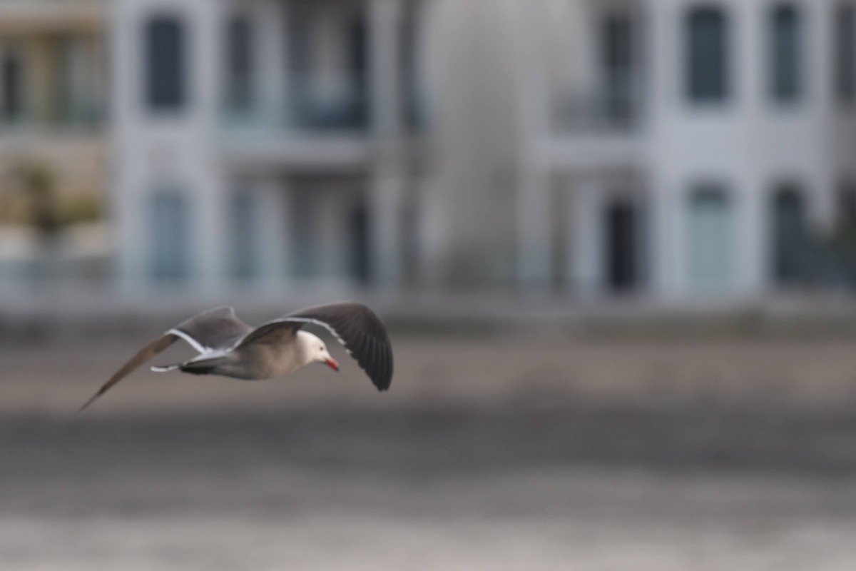 Heermann's Gull - ML647473980