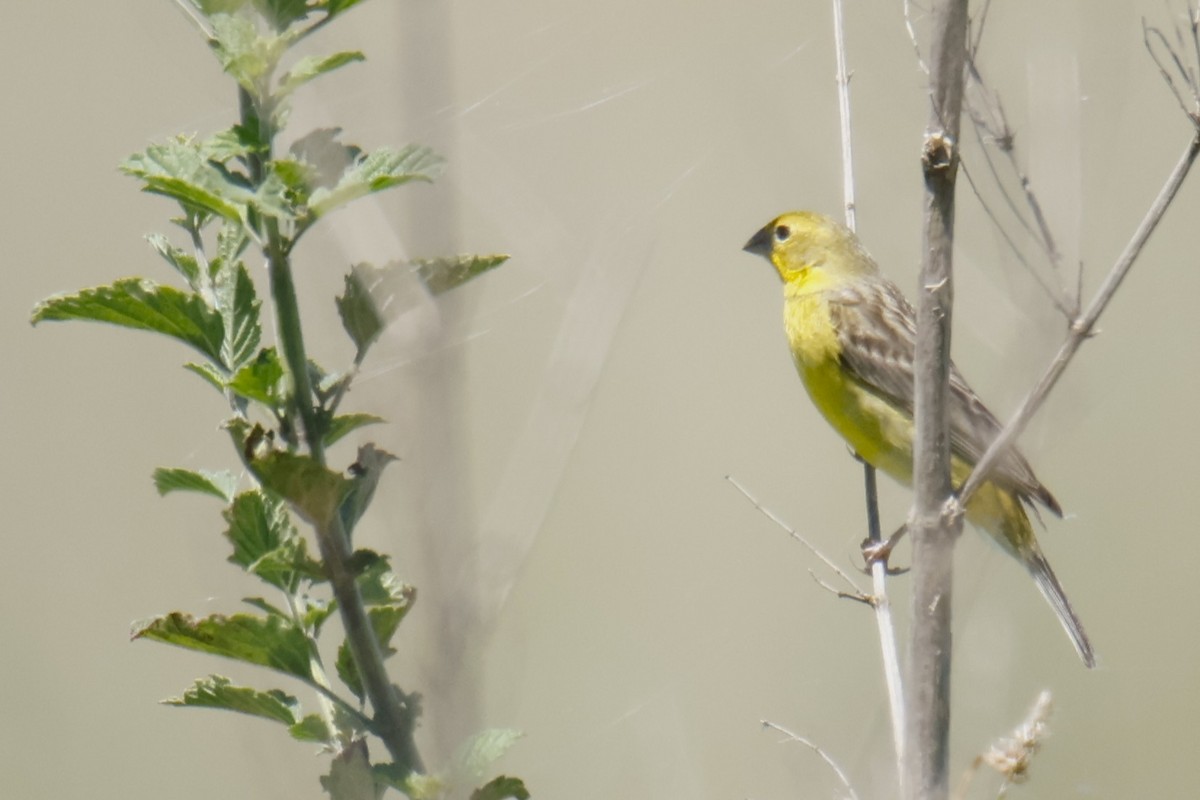 Grassland Yellow-Finch - ML647473992