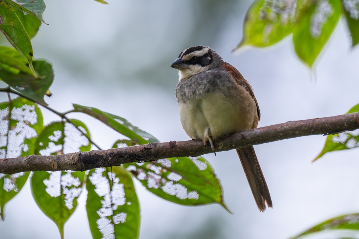 Stripe-headed Sparrow - ML647473993