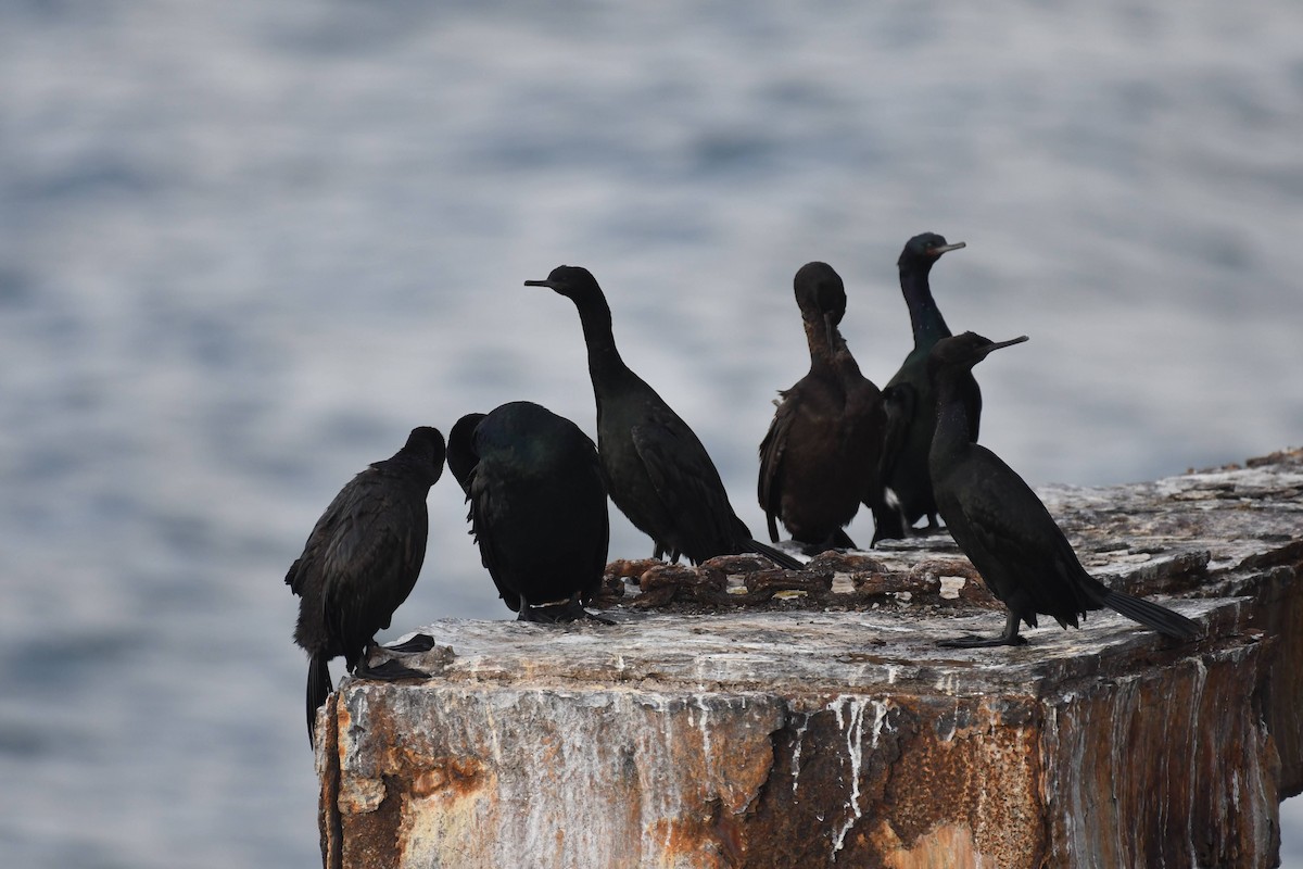 Pelagic Cormorant - ML647473996