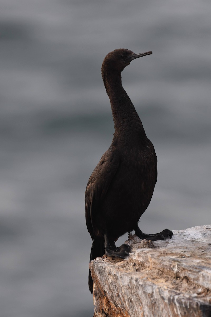 Pelagic Cormorant - ML647473997