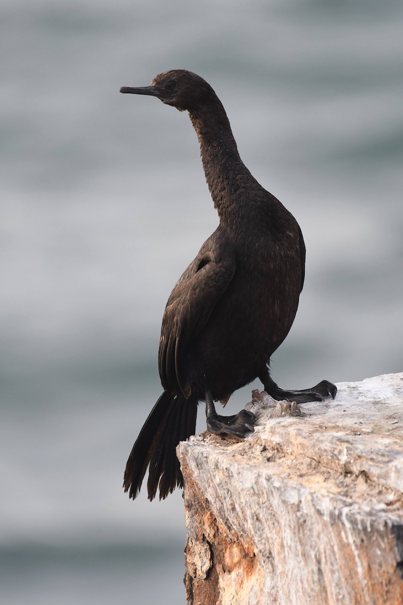 Pelagic Cormorant - ML647473998