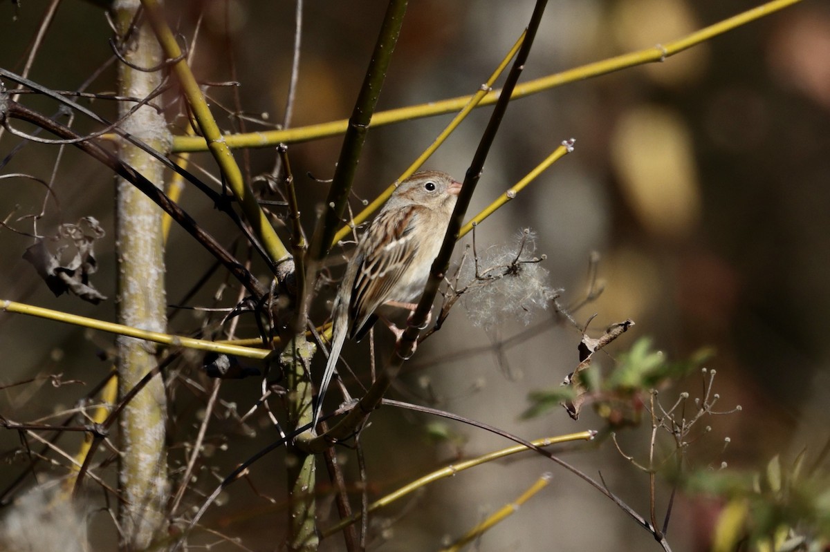 Field Sparrow - ML647474000