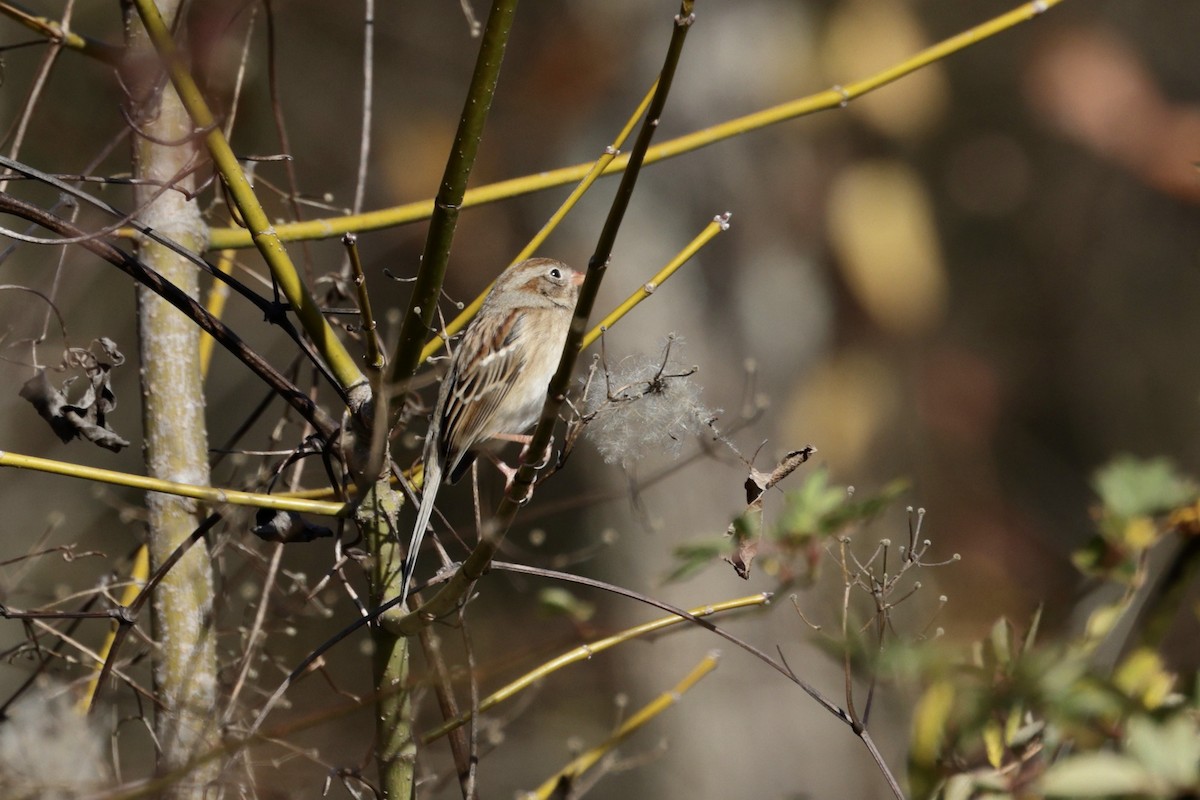Field Sparrow - ML647474001