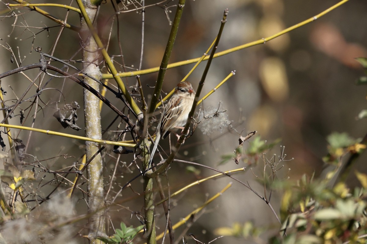 Field Sparrow - ML647474002