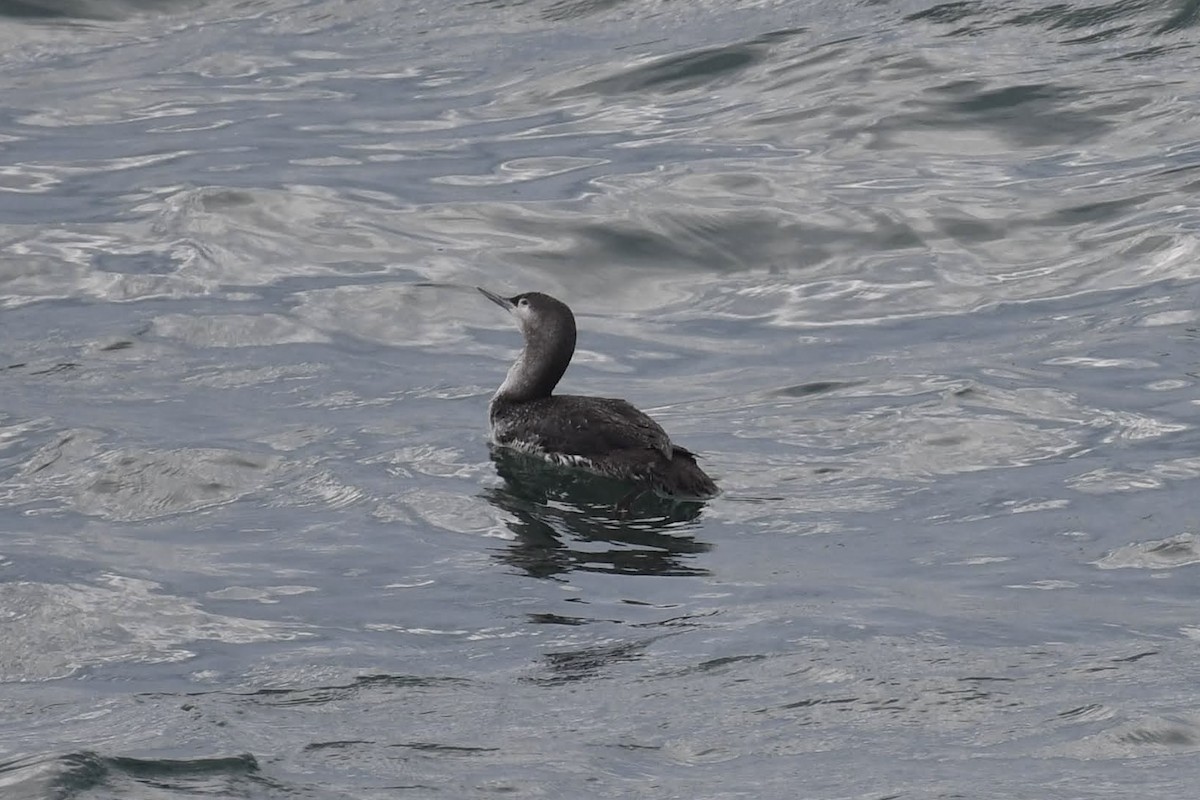 Aliota txikia - ML647474003