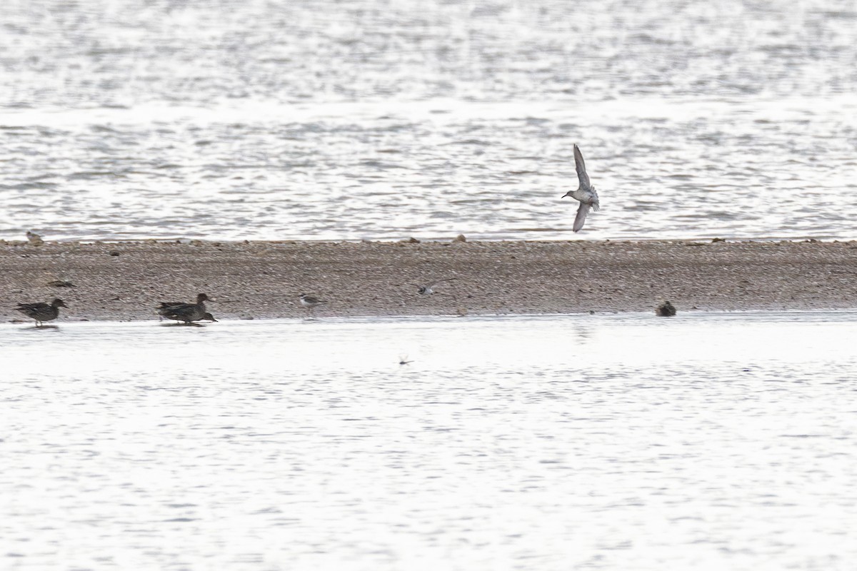 Red Knot - ML647474011