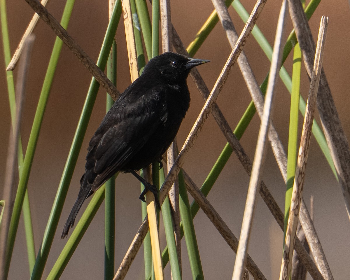 Yellow-winged Blackbird - ML647474013