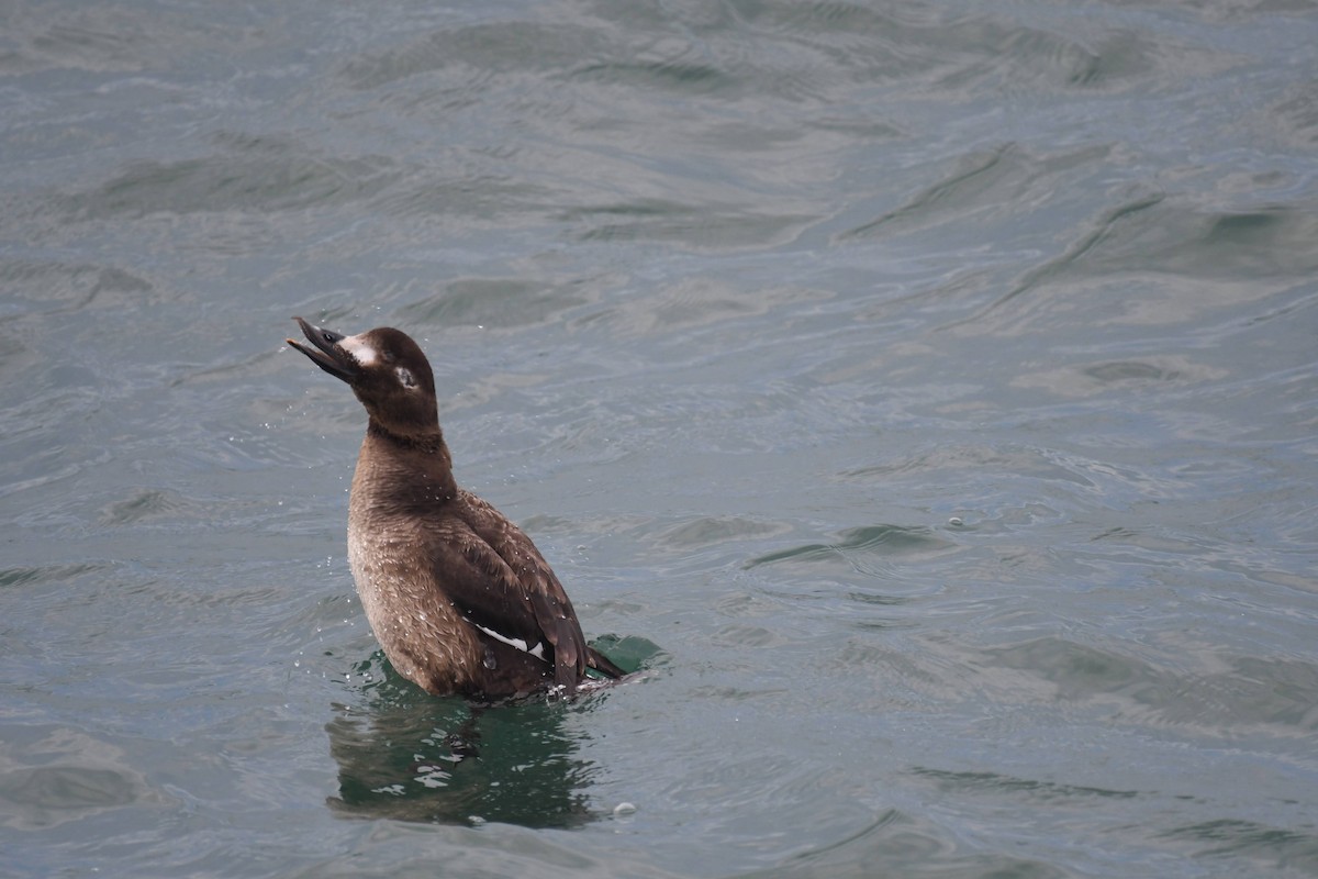 Ahatebeltz hegalzuri amerikarra - ML647474016