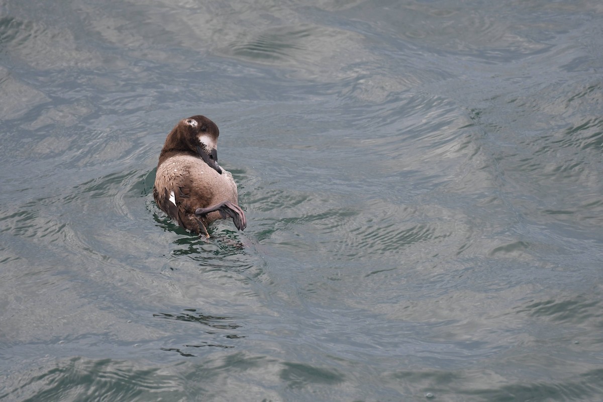 Ahatebeltz hegalzuri amerikarra - ML647474017