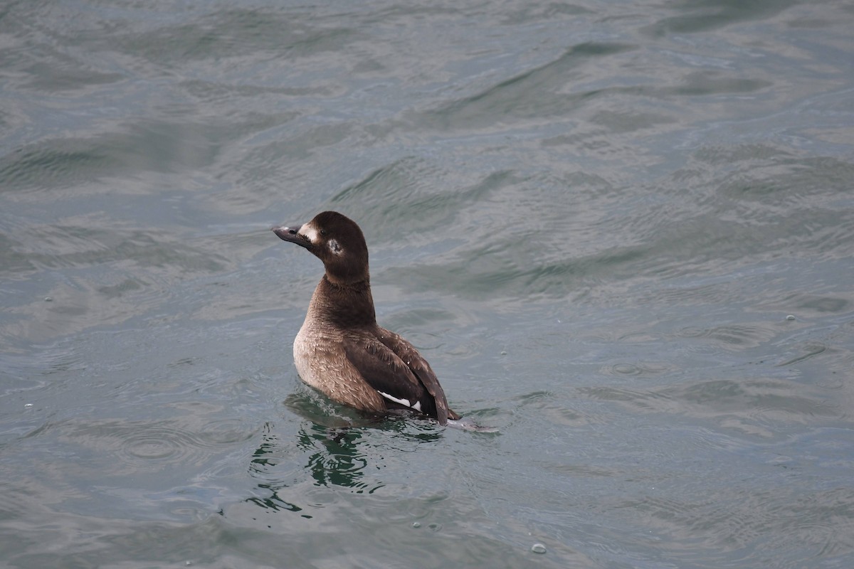 Ahatebeltz hegalzuri amerikarra - ML647474018