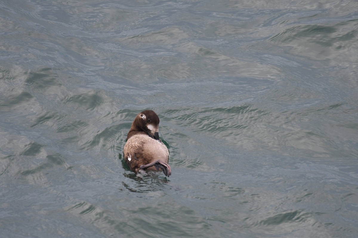 Ahatebeltz hegalzuri amerikarra - ML647474019