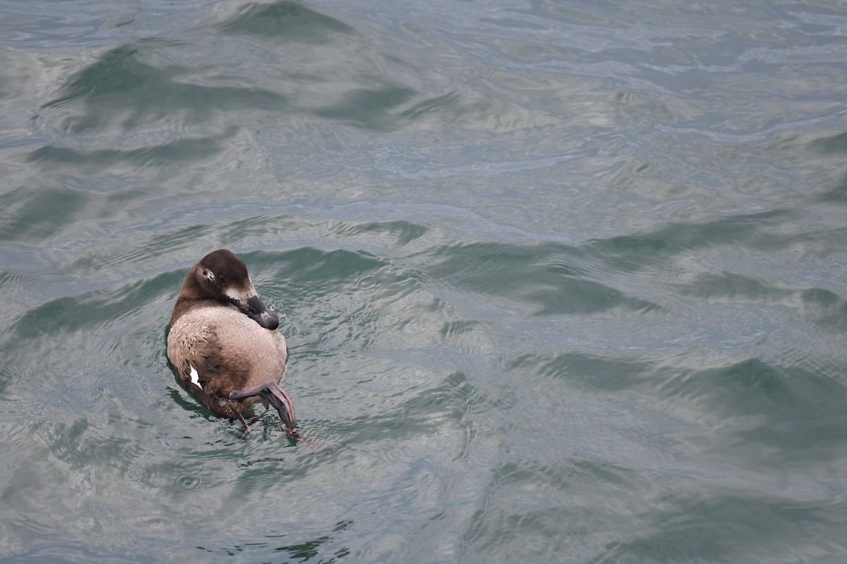 Ahatebeltz hegalzuri amerikarra - ML647474020