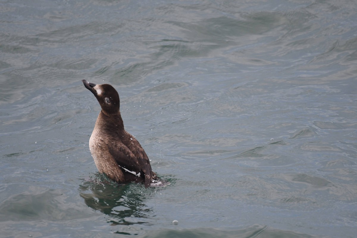 Ahatebeltz hegalzuri amerikarra - ML647474021