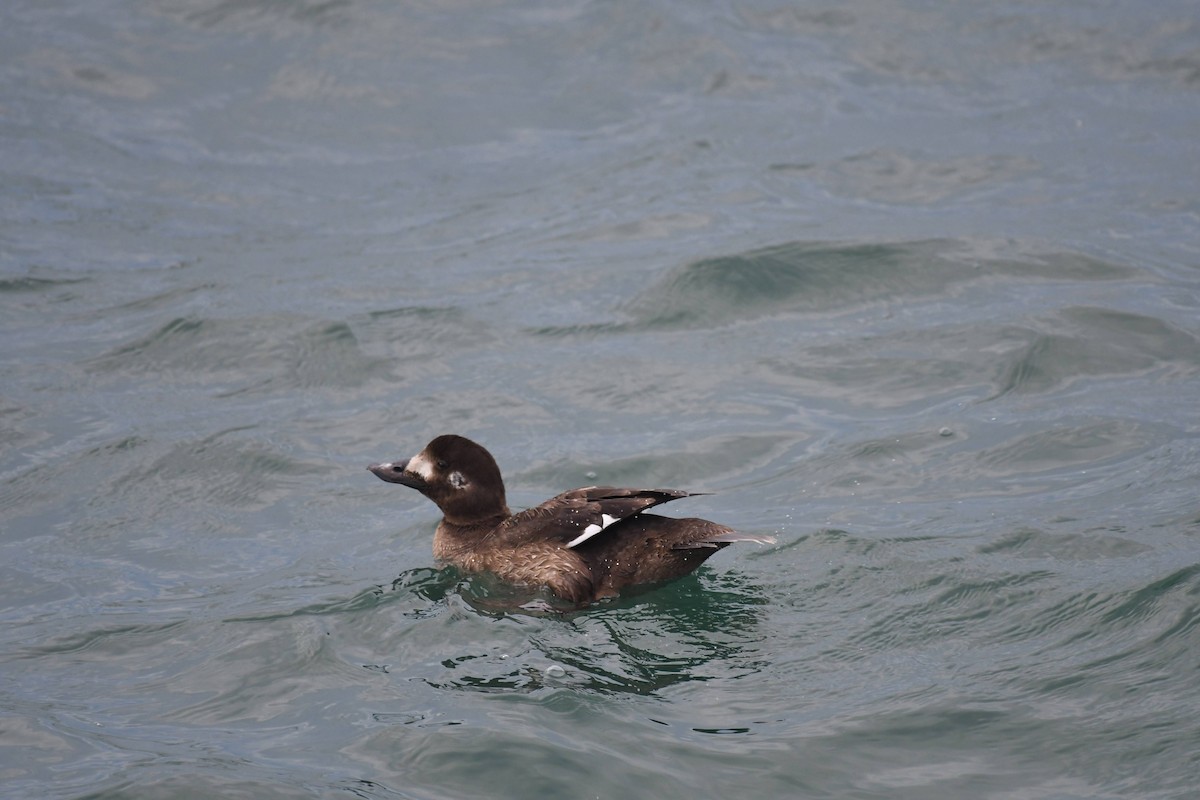 Ahatebeltz hegalzuri amerikarra - ML647474022