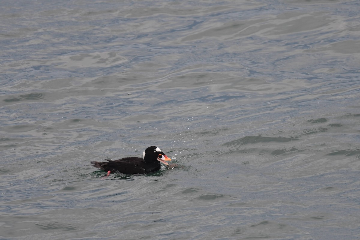 Ahatebeltz kopetazuria - ML647474028