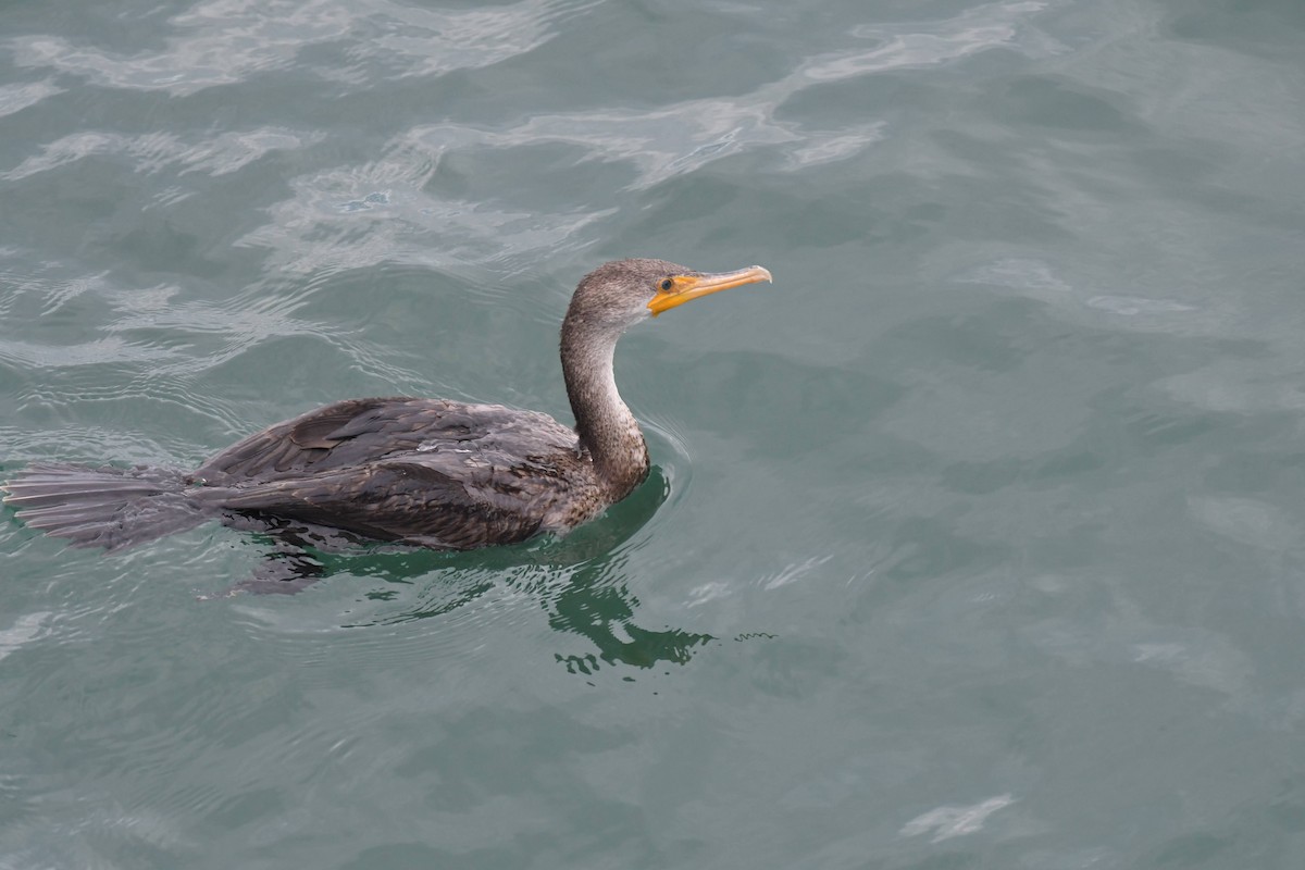 Ушастый баклан - ML647474037