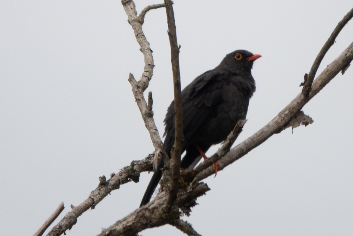 Great Thrush - ML647474058