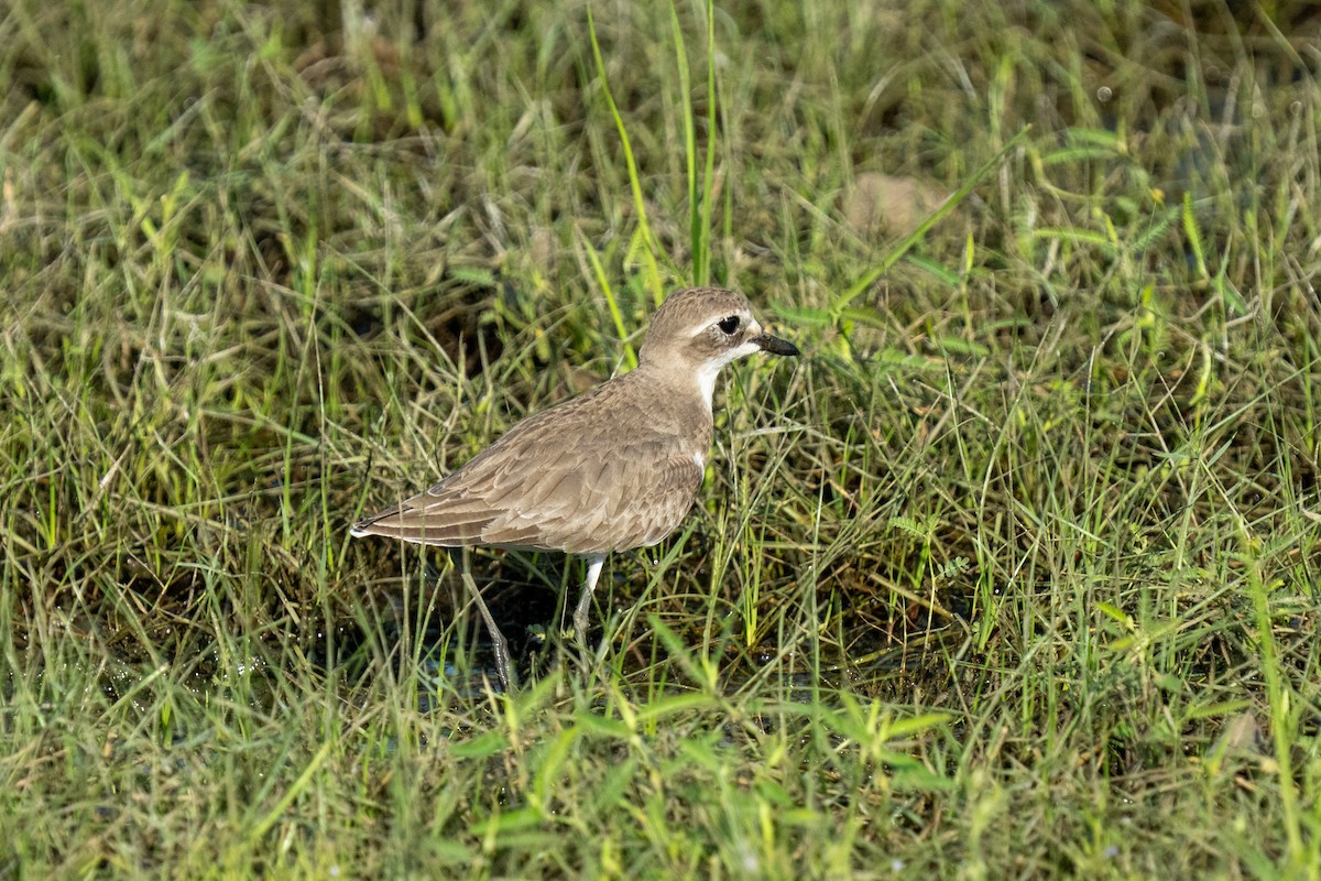 Tibet Cılıbıtı - ML647474077