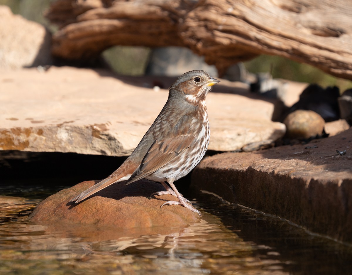 Fox Sparrow - ML647474088