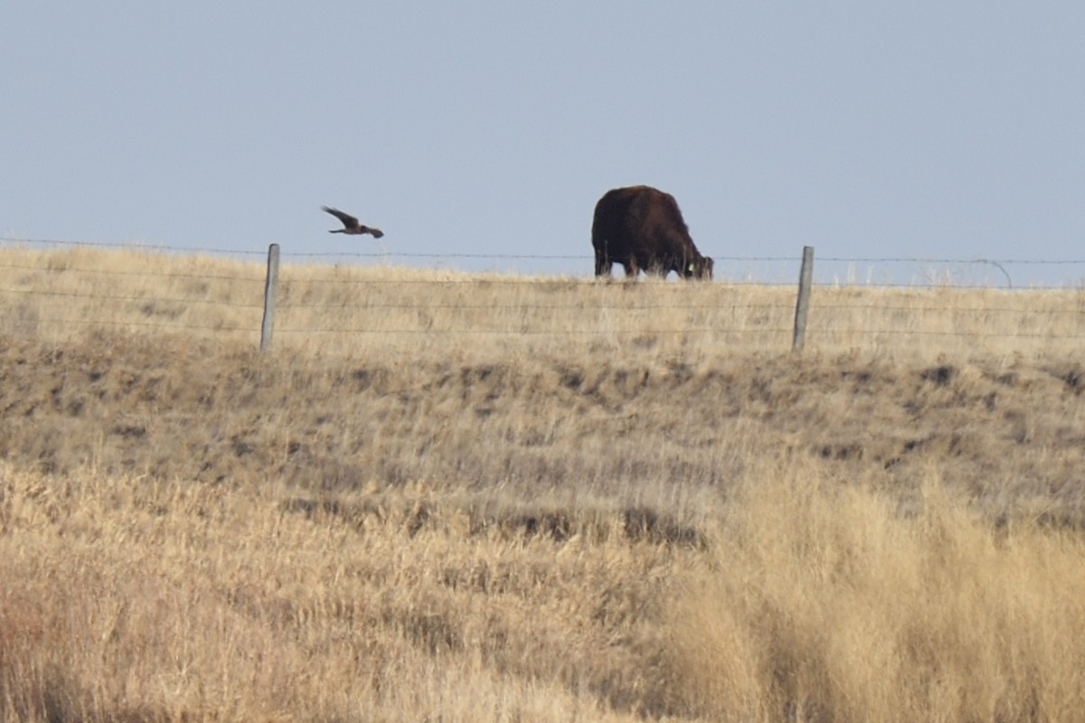 Northern Harrier - ML647474095