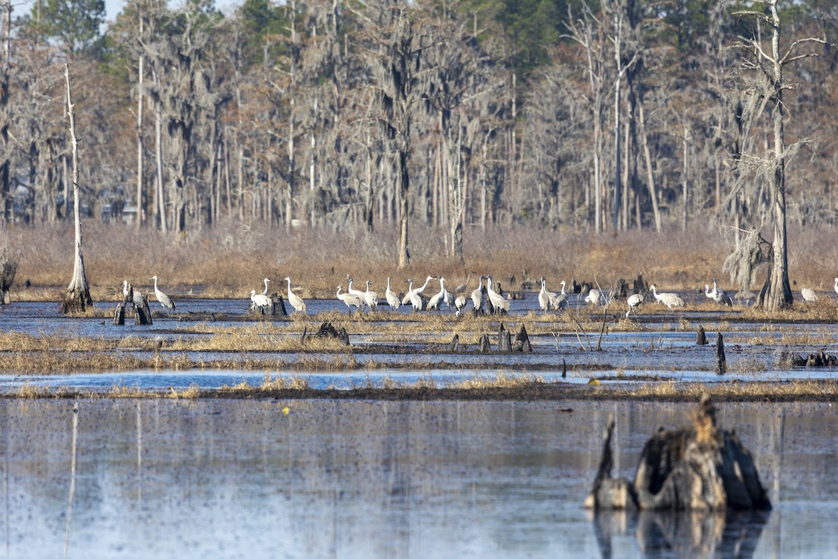 Grulla Canadiense - ML647474118