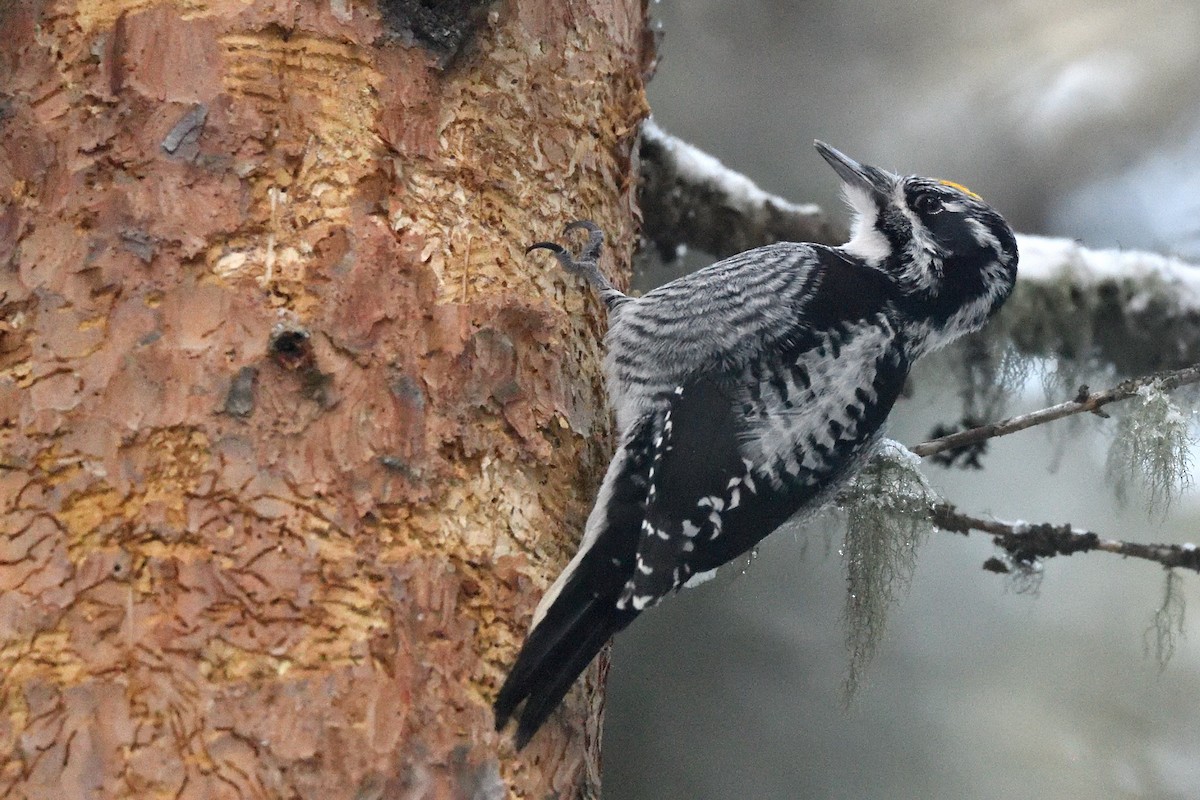 Pico Tridáctilo Americano - ML647474119