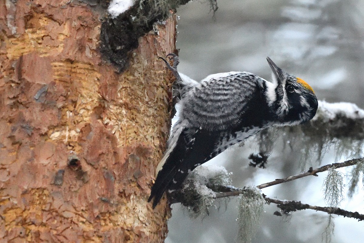 Pico Tridáctilo Americano - ML647474120