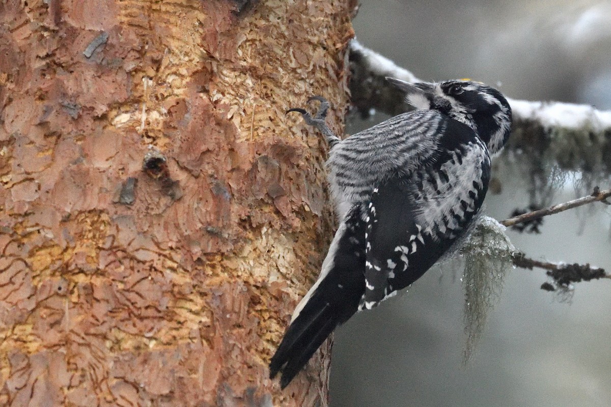 Pico Tridáctilo Americano - ML647474121
