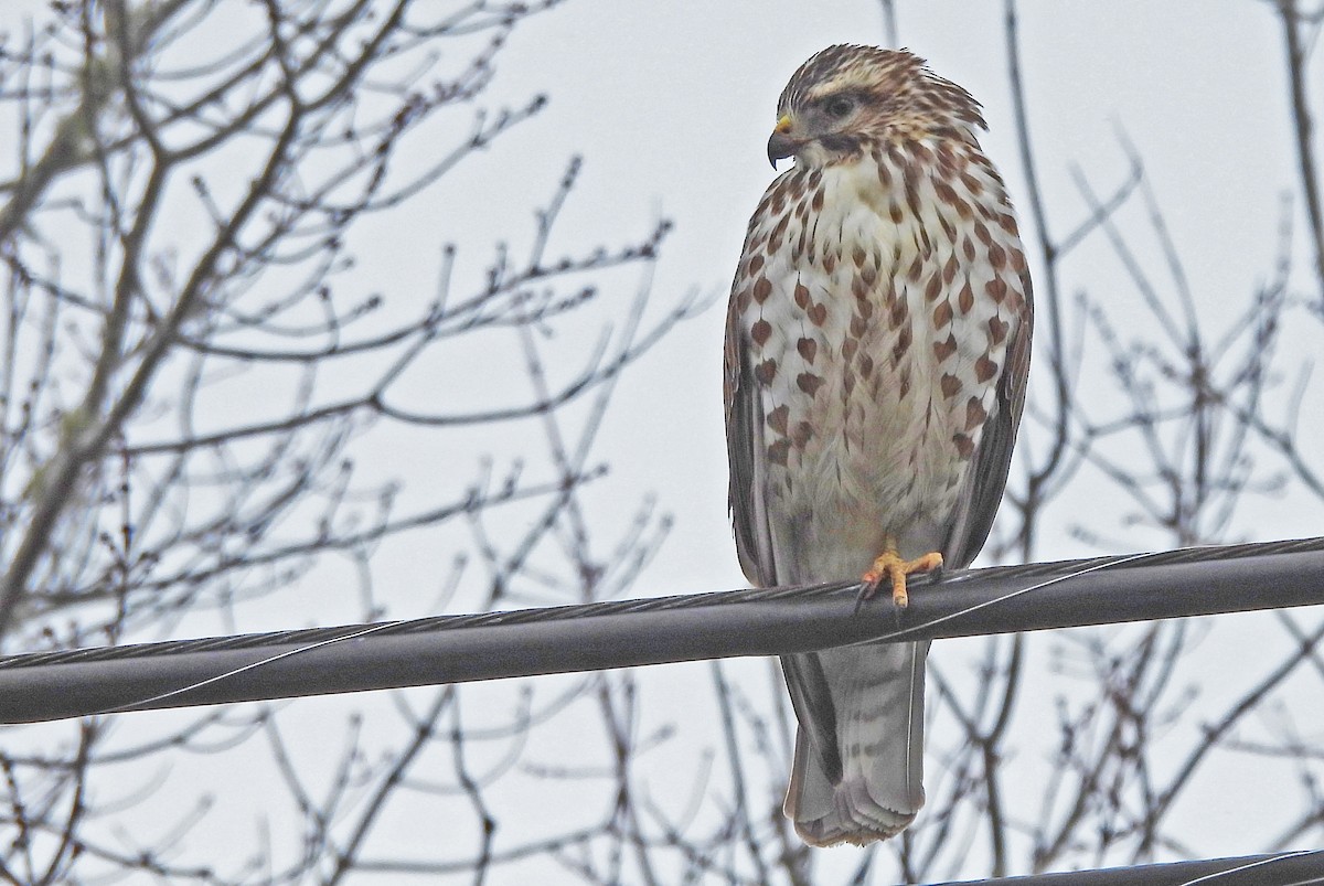 Broad-winged Hawk - ML647474130