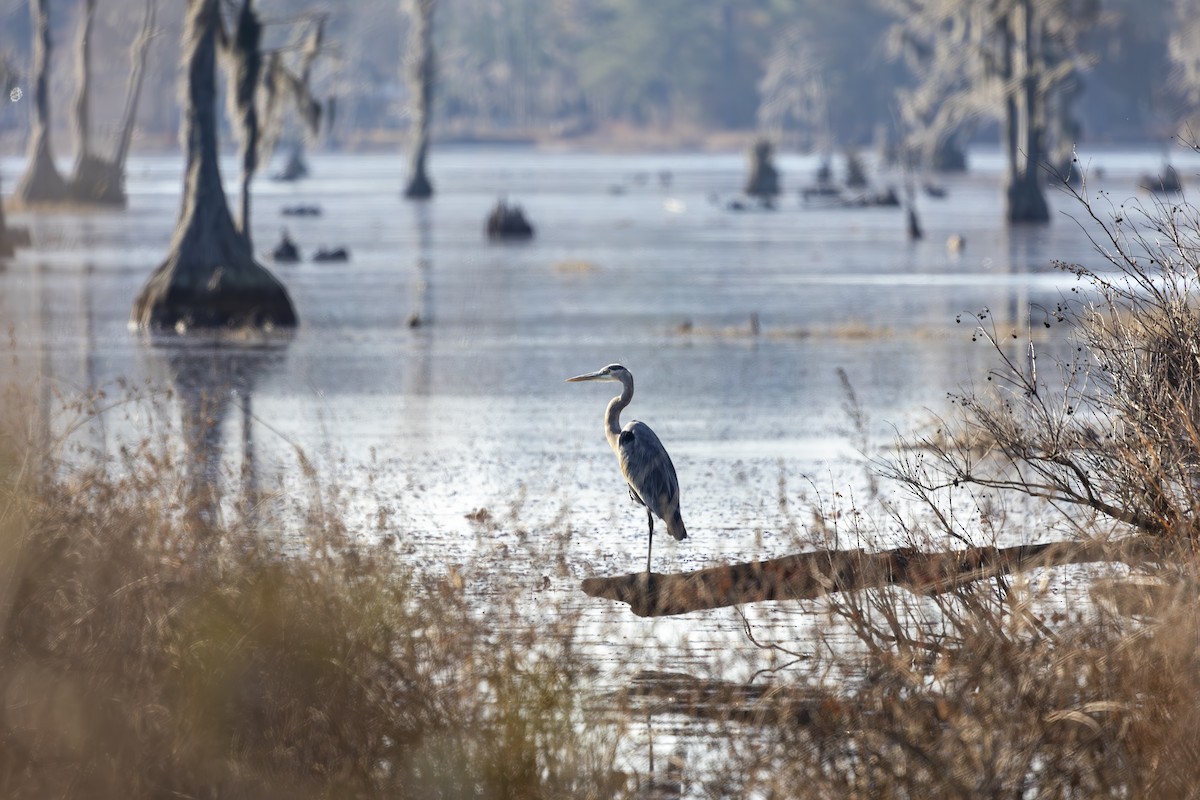 Garza Azulada - ML647474133